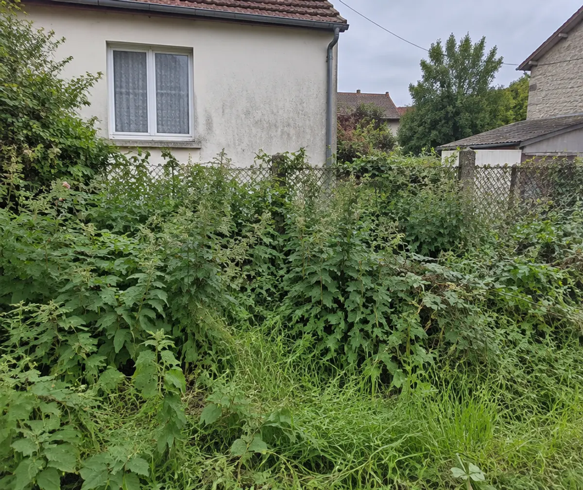 Terrain envahi par les orties et les herbes hautes devant une clôture